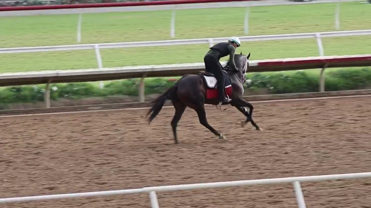 Vanta Galloping 8-6-26